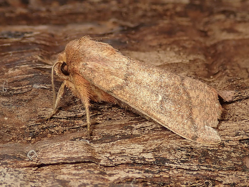 Noctuida: Mythimna turca